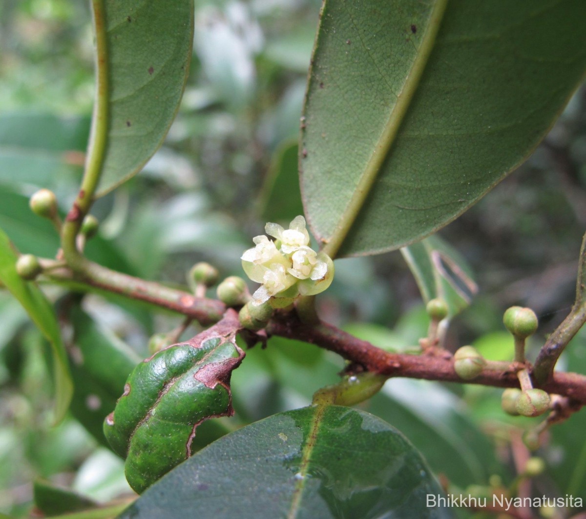 Litsea iteodaphne (Nees) Hook.f.